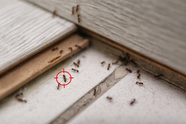 Best Termite Control Services  in Oceanport, NJ